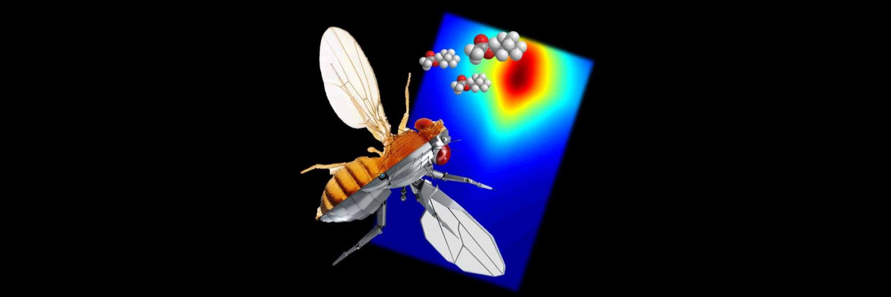 Reverse-engineering the neural computations directing sensory behavior.