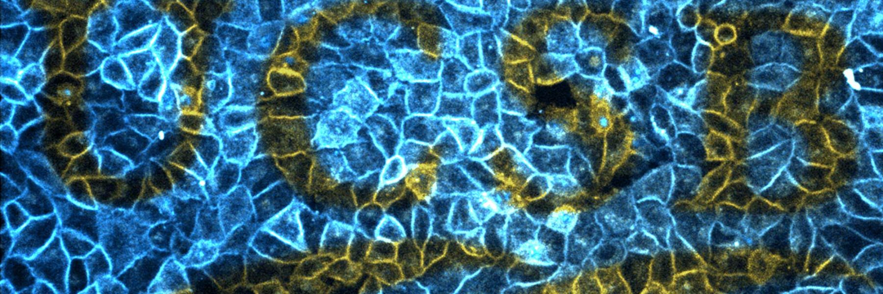 Light-directed etching of spatial information on mammalian cells