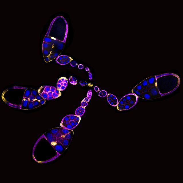 Picture of Drosophila egg chambers. Credit: Dr. Joseph Campanale